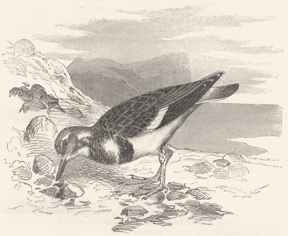 BIRDS. Stilt-Walker. Plover. Turnstone c1870 old antique vintage print picture